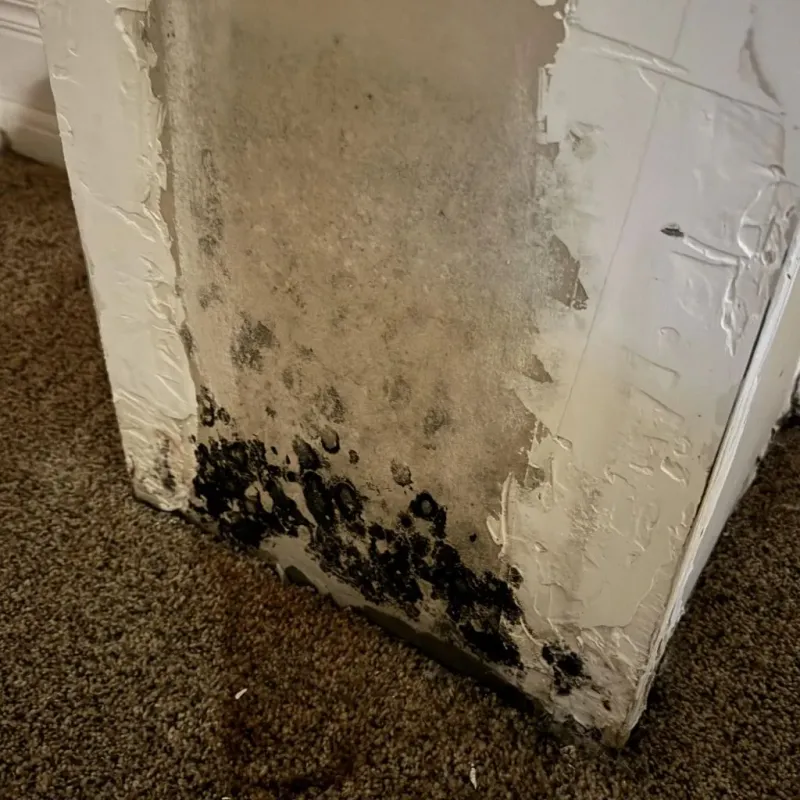 Professional Mold Removal in Osceola, MO